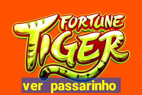 ver passarinho morto significado
