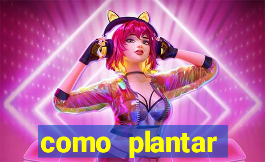 como plantar gergelim no vaso