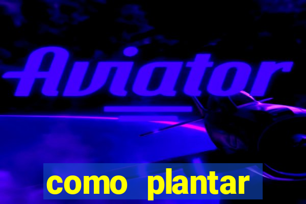 como plantar gergelim no vaso