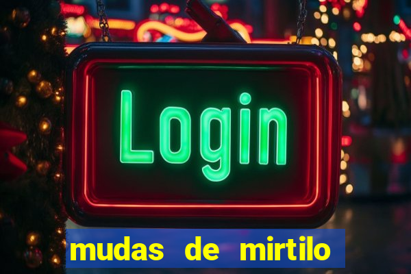 mudas de mirtilo em porto alegre