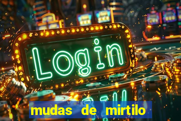 mudas de mirtilo em porto alegre