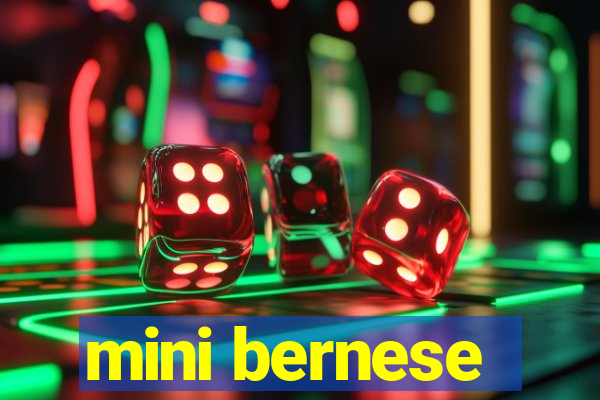 mini bernese