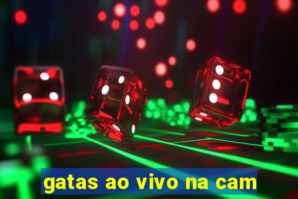 gatas ao vivo na cam