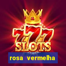 rosa vermelha (letra e cifra)