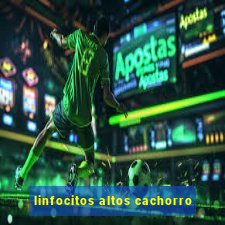 linfocitos altos cachorro