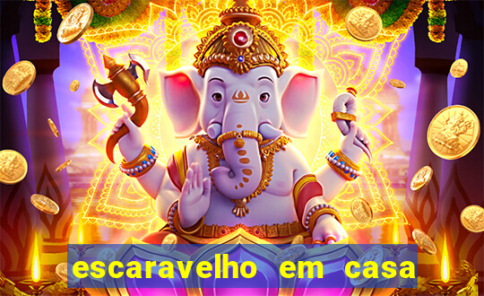 escaravelho em casa significado espiritual
