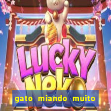 gato miando muito a noite o que fazer