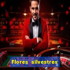 Flores silvestres brasileiras brasileiras flores silvestres nomes e imagens