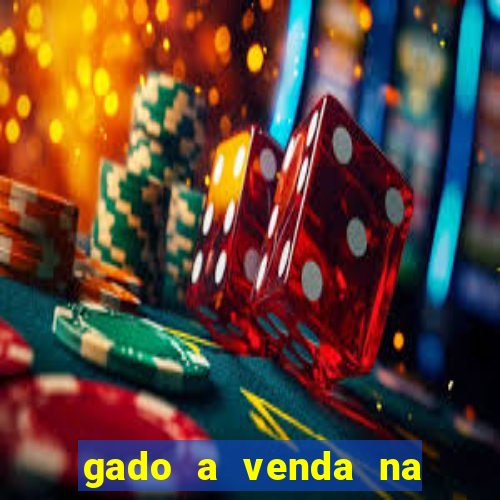 gado a venda na bahia olx