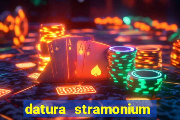 datura stramonium medicinal uses