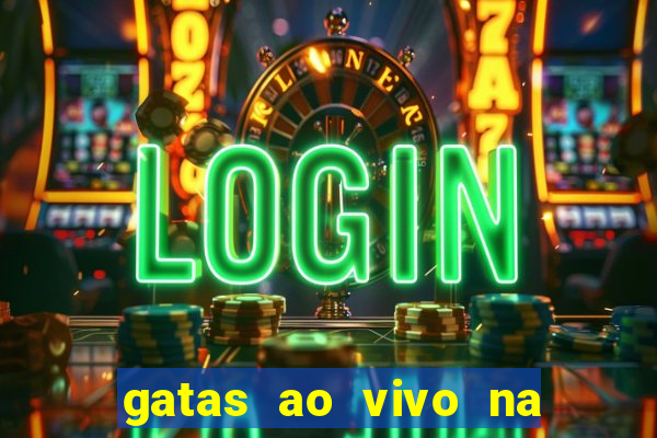 gatas ao vivo na web cam
