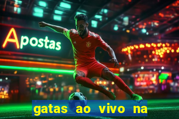 gatas ao vivo na web cam