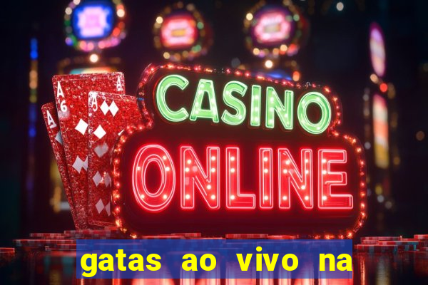 gatas ao vivo na web cam