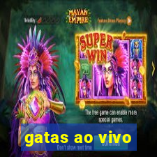 gatas ao vivo