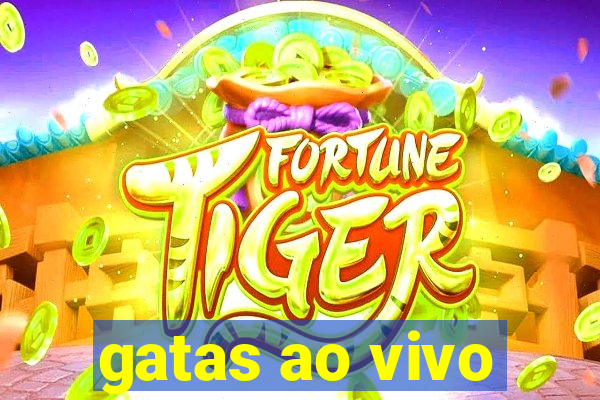 gatas ao vivo