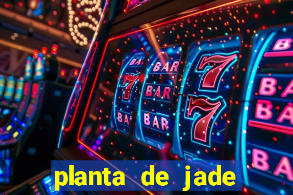 planta de jade significado espiritual