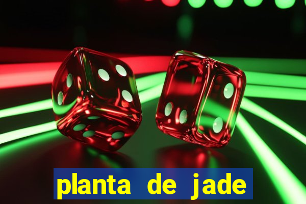 planta de jade significado espiritual
