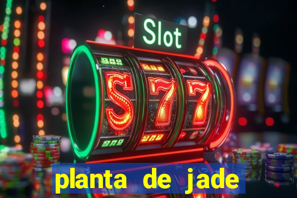 planta de jade significado espiritual