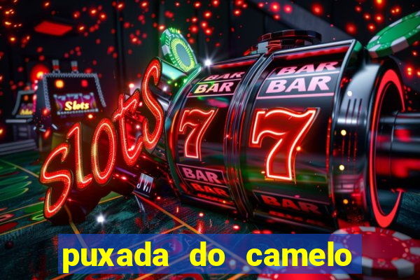 puxada do camelo jogo do bicho