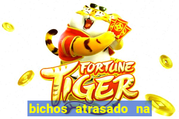 bichos atrasado na loteria dos sonhos