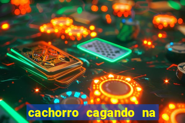 cachorro cagando na camisa do corinthians